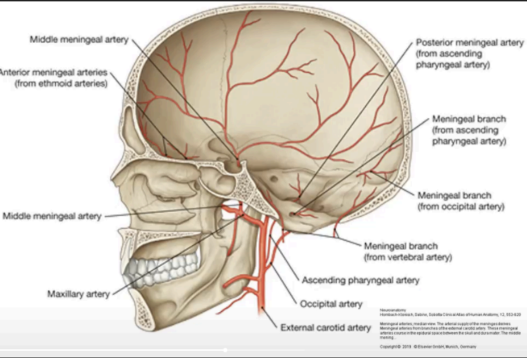 <ul><li><p>External carotid</p></li><li><p>Maxillary</p></li><li><p>Ascending Pharyngeal</p></li><li><p>Occipital</p></li><li><p>Vertebral</p></li></ul><p></p>