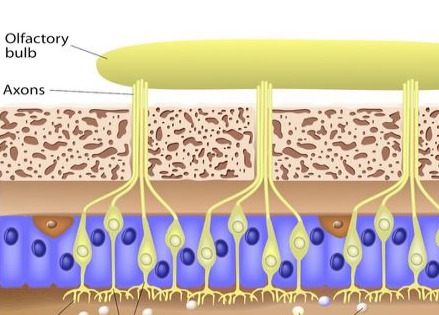 <p>Taste receptors detect aqueous chemical compounds in the mouth</p>