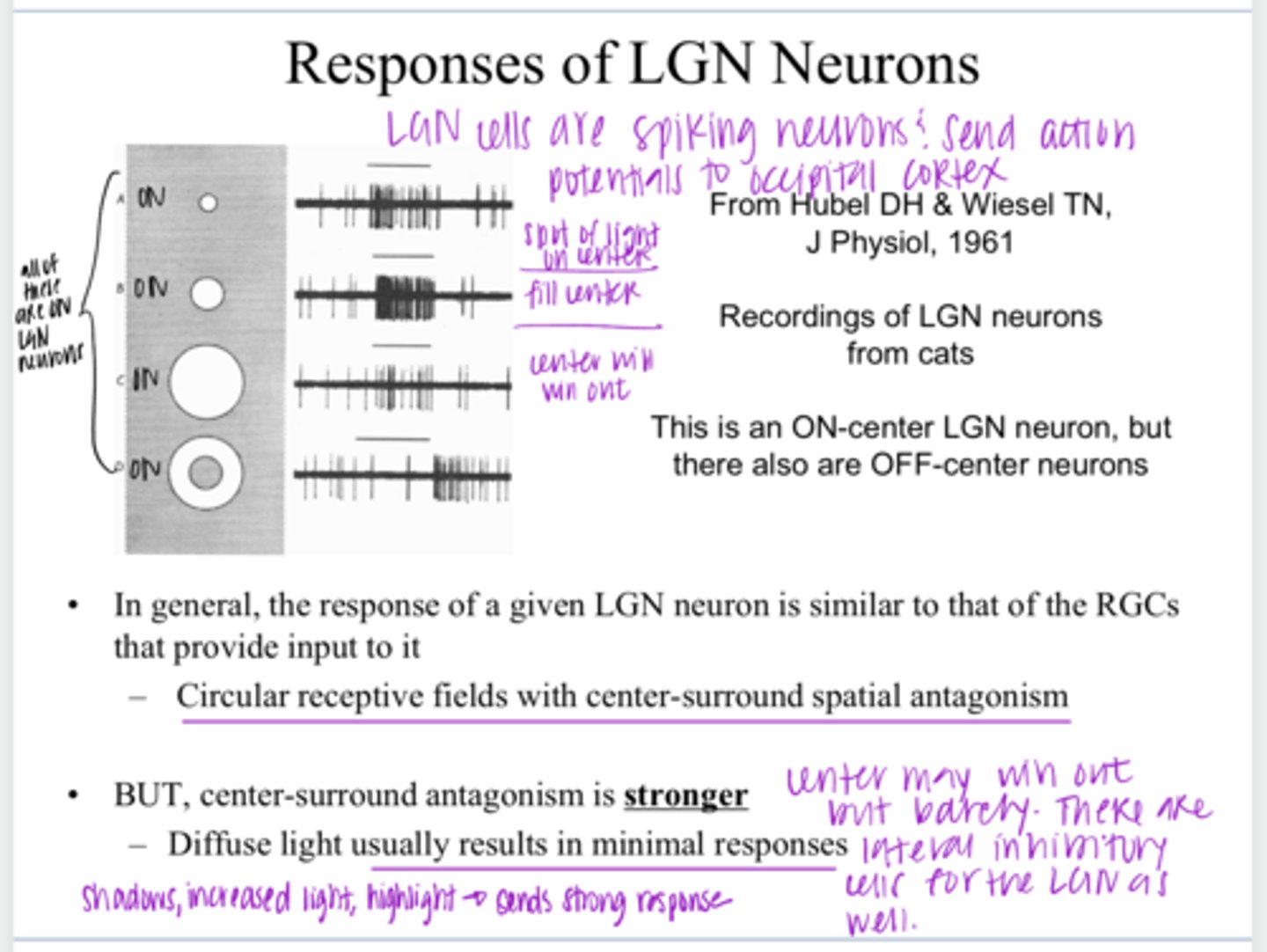 <p>Diffuse light to LGN neurons results in what d/t strong center-surround antagonism?</p>