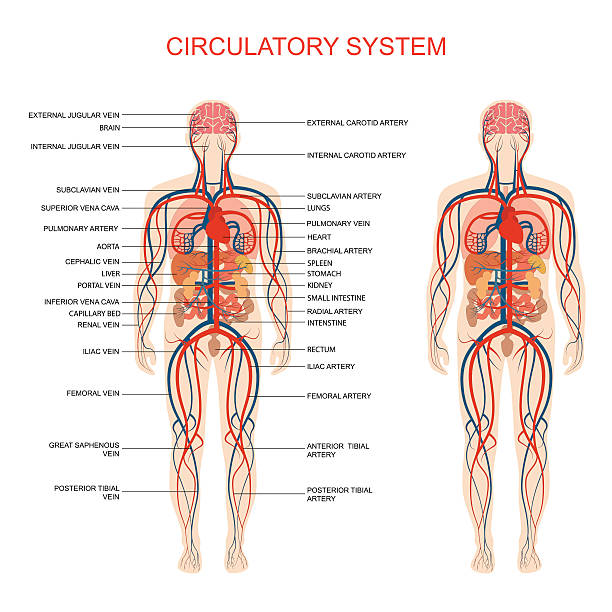 What is the function of the circulatory system?