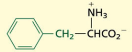 <p>Aliphatic[NONPOLAR]</p><p>Aromatic</p>
