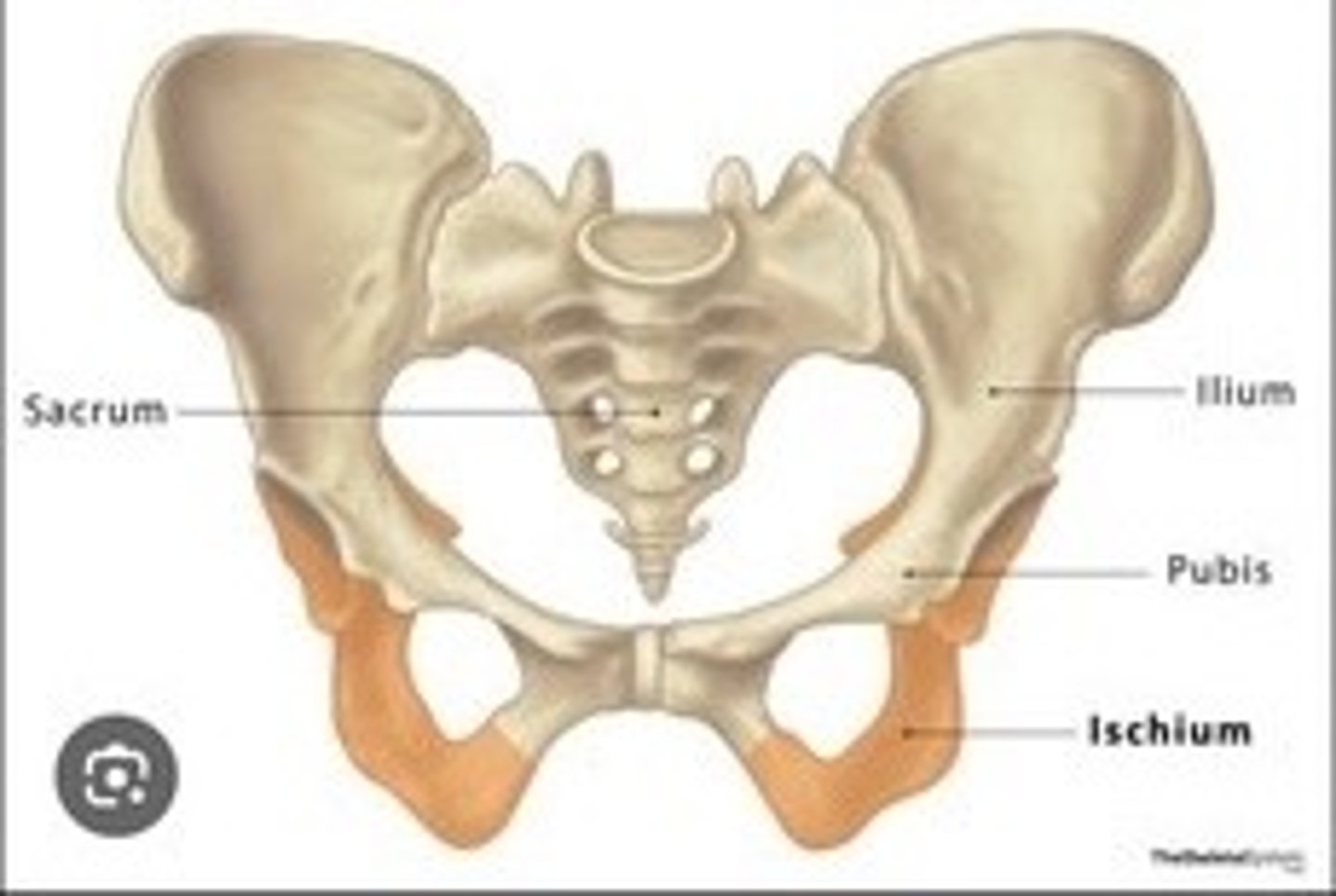 <p>Lower part of the coxal bone.</p>