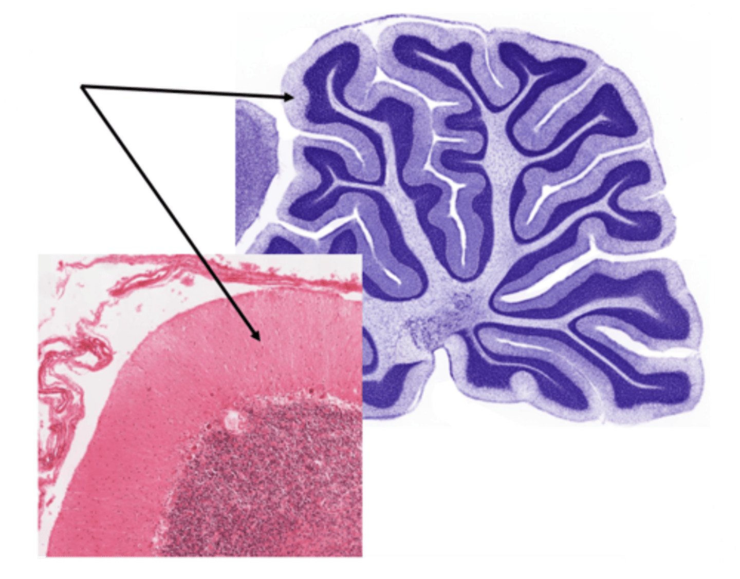 <p>Identify the layer of the cerebellum</p>