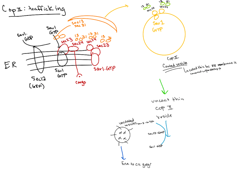 <ul><li><p>moves proteins from the rough endoplasmic reticulum to the Golgi apparatus (anterograde transport) “forward”</p></li></ul><ol><li><p>Cargo Selection</p><ul><li><p>Proteins defined for the Golgi are identified in the ER (ER exit sites)</p></li></ul></li><li><p>Coat Protein Assembly (COPII Coat Formation)</p><ul><li><p>Sar1 is activated by GTP and inserts into the ER membrane</p></li><li><p>Sar1 recruits COPII proteins: Sec 23, Sec24, Sec13, Sec31</p><ul><li><p>Forms coat that bends membrane &amp; helps form vesicle</p></li></ul></li></ul></li><li><p>Vesicle budding</p><ul><li><p>Coated vesicle buds off from ER</p></li></ul></li><li><p>Coat Disassembly</p><ul><li><p>After budding, COPII coat is shed, required for docking at Golgi</p></li></ul></li><li><p>Vesicle Targeting and Fusion</p><ul><li><p>uncoated vesicle uses SNARE proteins to fuse w/cis-Golgi membrane</p></li></ul></li></ol><p></p>