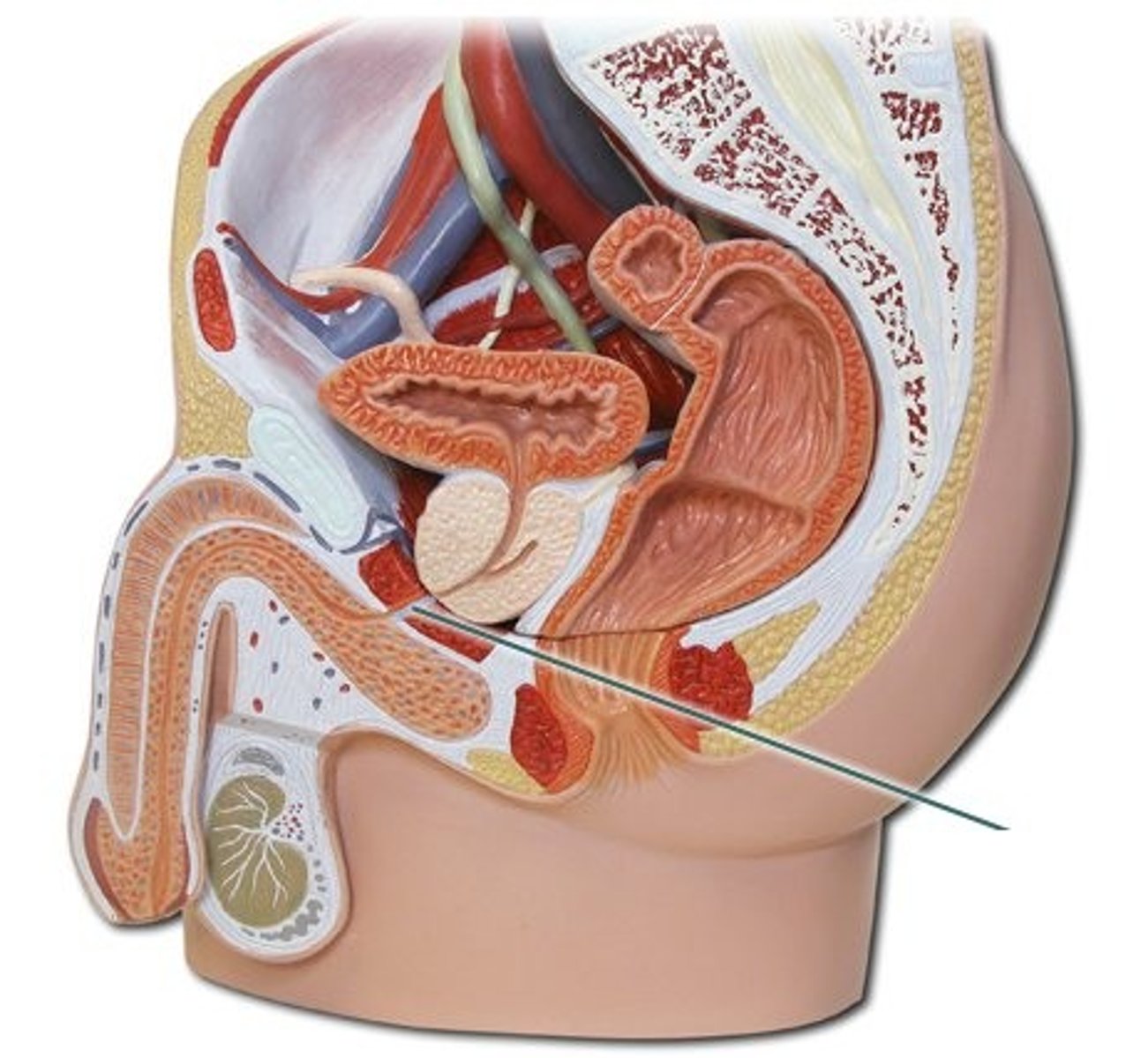 <p>Membranous urethra; the shortest and narrowest part, passes through the external urethral sphincter.</p>