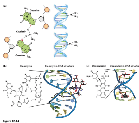 <p>Bulky Adducts: Chemo Agents</p><p>Chemo agents like cisplatin can generate intra-or inter-strand________. Both will block________and__________</p>