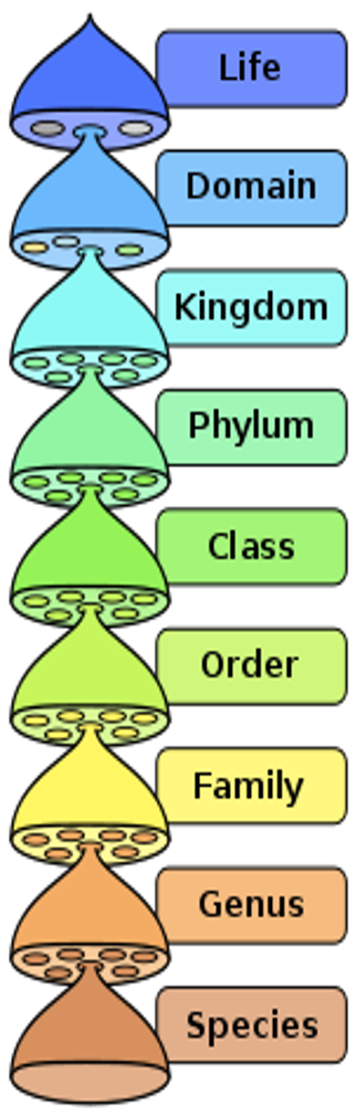 If organisms C, D, and E belong to the same class but to different orders and if organisms A, B, and C belong to the same order but to different families, which of the following pairs of organisms would be expected to show the greatest degree of structural homology?

A. A and D

B. B and D

C. B and C

D. D and E

E. C and D