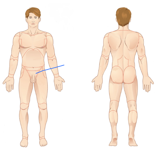 <p>What is the name of this region? (Groin)</p>