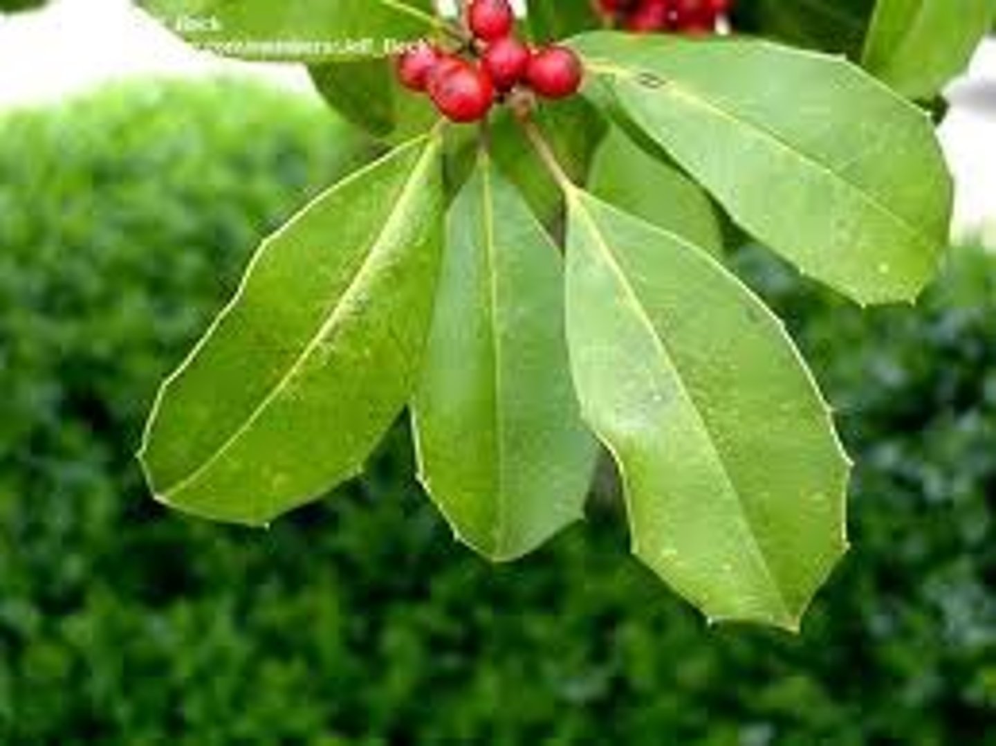 <p>Holly, Savannah</p>