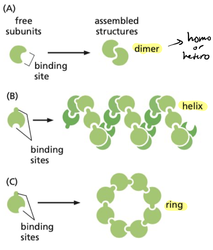 have binding site complementary to another region of the surface of the same molecule.

* can only form in a specific way
* ex) Actin forms long helical structure