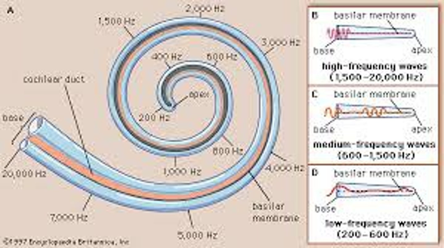 <p>in hearing, the theory that links the pitch we hear with the place where the cochlea's membrane is stimulated.</p>