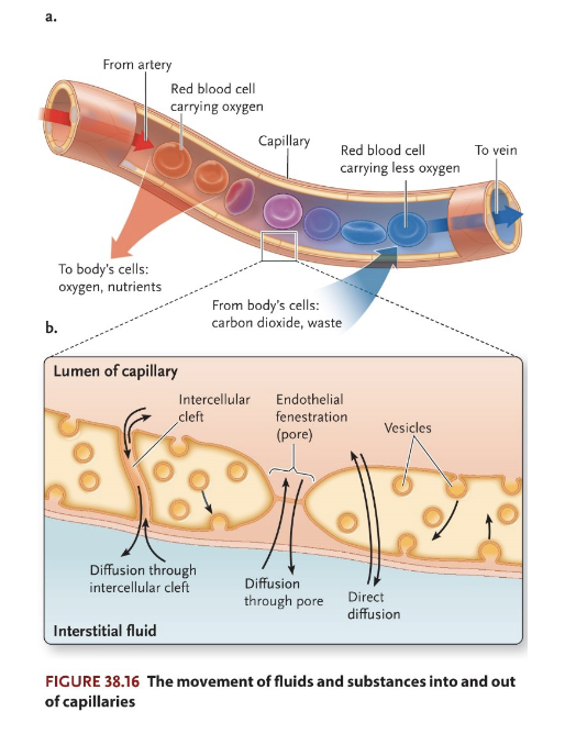 <ul><li><p>Exchange of substances between blood &amp; tissues (gas, fluids, solutes, nutrients, waste)</p></li><li><p>Morphology of wall permits diffusion</p></li><li><p>Huge cumulative surface area</p></li></ul><p></p>