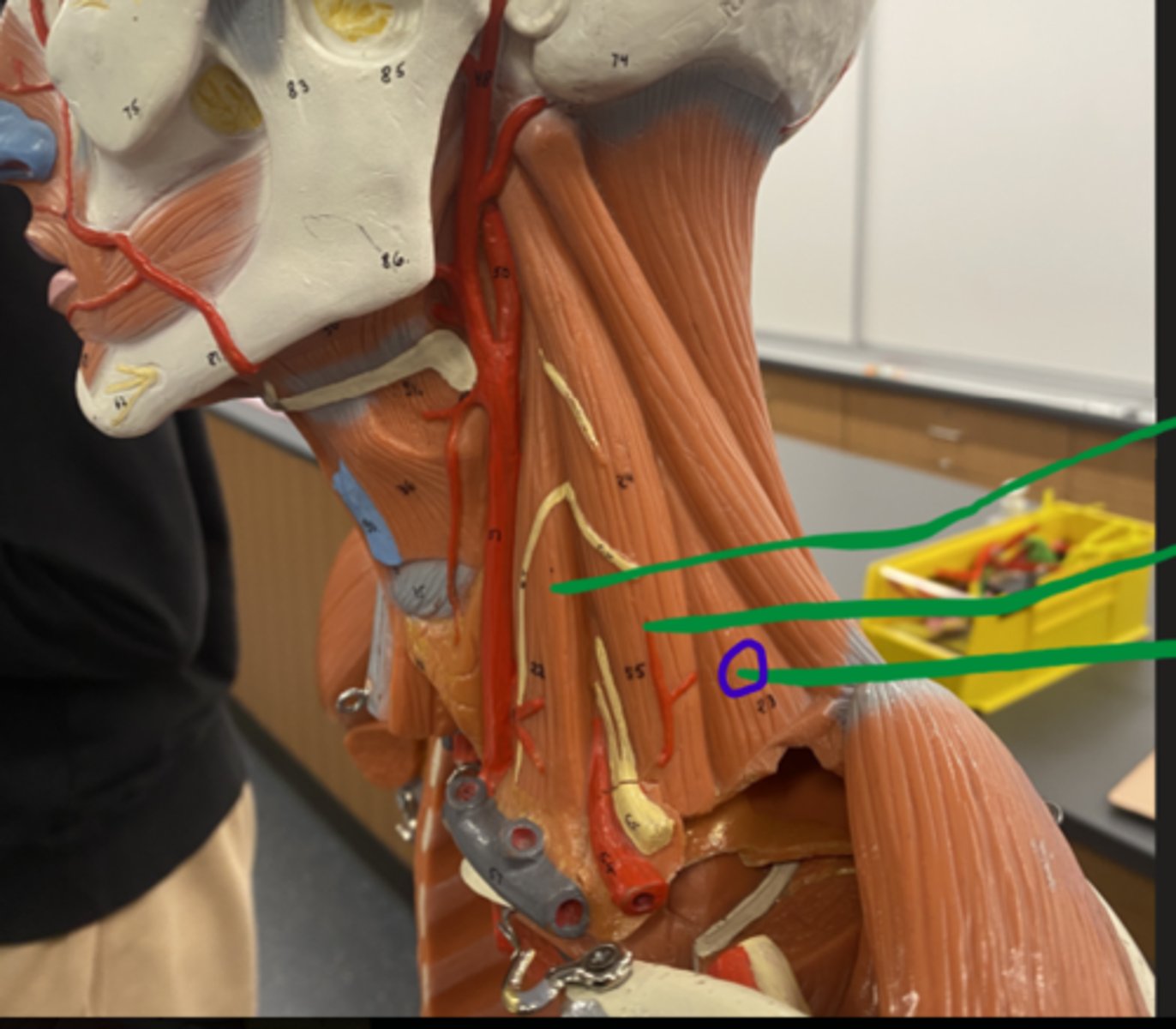 knowt flashcard image