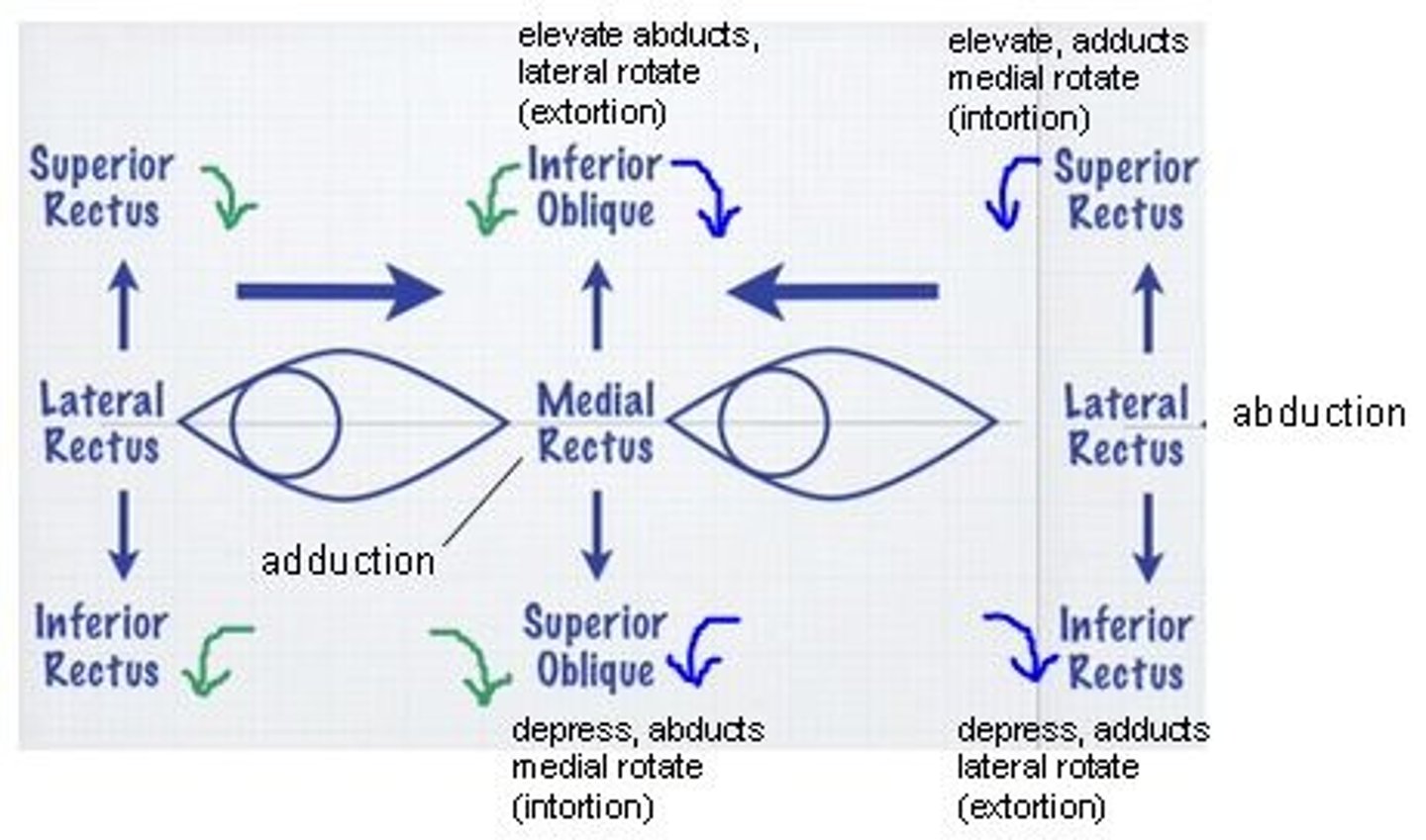 <p>position the eye so that superior and inferior recti are giving maximal rotation, and look for complete correction</p>