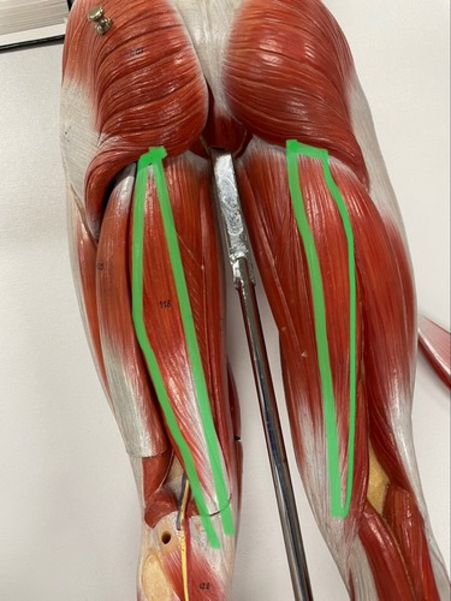 <p>O: ischial tuberosity of ischium</p><p>I: medial condyle of tibia</p><p>A: flexes knee</p>