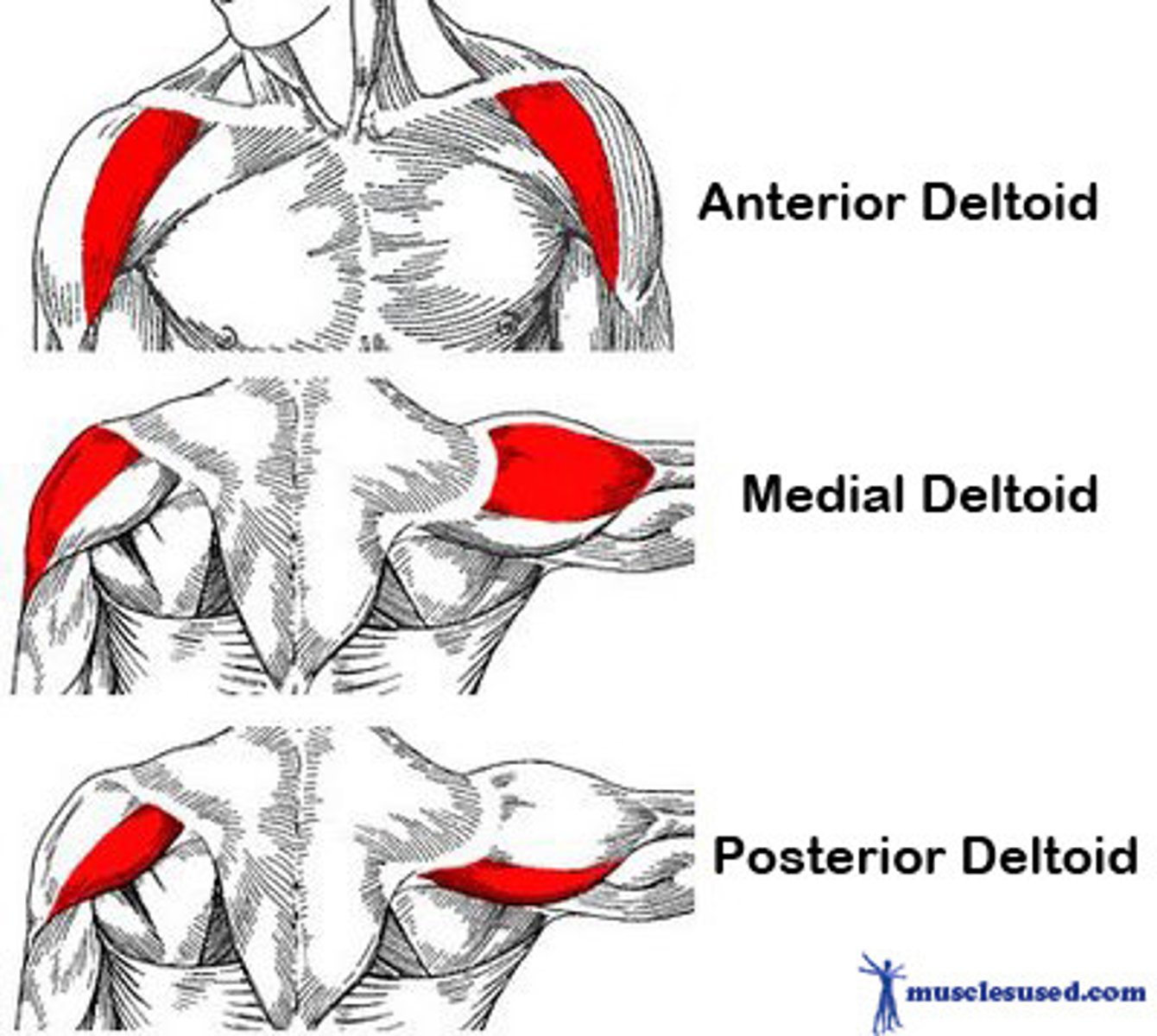 <p>Clavicle (anterior)</p><p>Acromion process of scapula (lateral)</p><p>Scapular spine (posterior)</p>