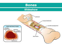 <ul><li><p><strong>Cartilage:</strong> Provides a smooth surface for joint movement, shock absorption and flexibility.</p></li><li><p><strong>Periosteum:</strong> A dense layer of connective tissue covering the bone surface, essential for bone growth and repair.</p></li><li><p><strong>Bone Marrow:</strong> Produces blood cells and stores fat within the bone.</p></li><li><p><strong>Compact Bone:</strong> Dense and strong outer layer of bone, providing support and protection.</p></li><li><p><strong>Spongy Bone:</strong> Porous inner layer of bone, containing bone marrow and contributing to bone strength.</p></li></ul>