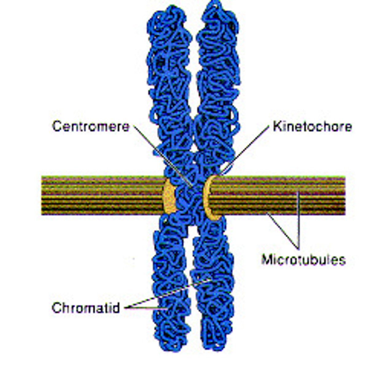 <p>These appear at the centromere of the chromosomes so that the spindle fibers can attach to them in the spindle apparatus</p>