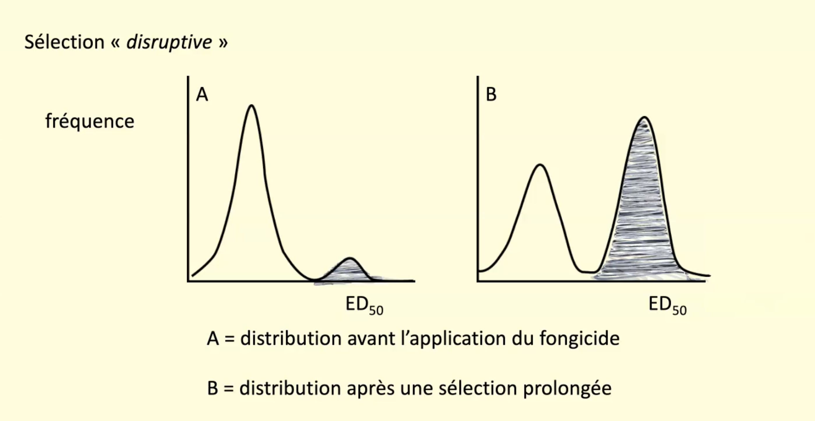 <p>Si je commence au sein d’une population ou la majorité est susceptible, mais si je suis dans une sous population, quand je commence a appliquer fongicide, la population la plus résistance va commencer a dominer. ca crée une disruption dans l’environnement on ne peut plus revenir a l'arrière</p>