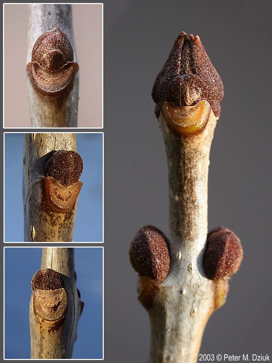 <p><em>Fraxinus pennsylvanica</em></p>