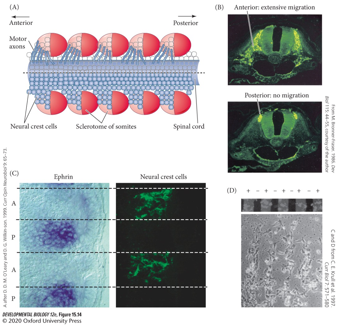 peripheral nervous system