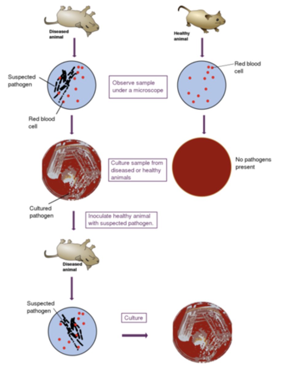 <p>1. microorganism must be found in abundance in all organisms suffering from disease, but not found in health organisms</p><p>2. microorganism must be isolated from a diseased organism and grow in a pure culture</p><p>3. cultured microorganism should cause disease when introduced in healthy organism</p><p>4. microorganism can be reisolated from inoculated, diseased host and identified to be identical to the original specific causative agent</p>