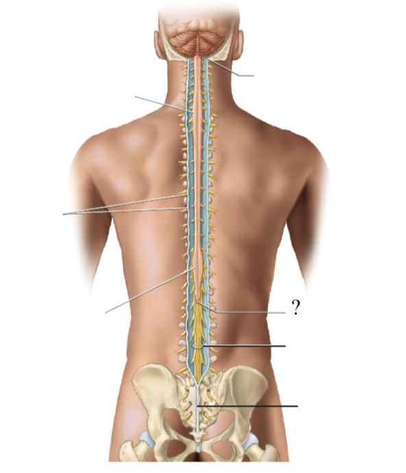<p>the spinal cord extends to the region of L1 and L2 vertebrae (where the spinal cord stops) and thins down in this cone-shaped region</p>
