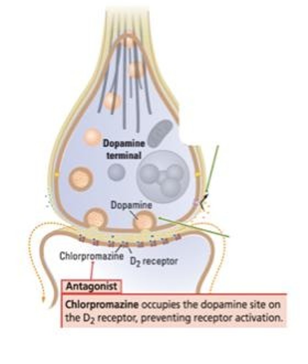 <p>A substance that binds to a receptor but does not activate it, blocking or reducing the effect of the natural neurotransmitter</p>