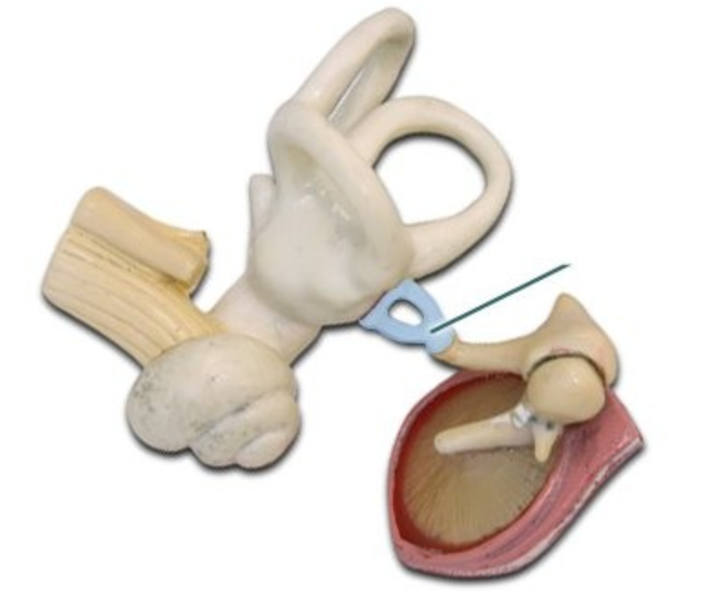 <p>Stirrup</p>