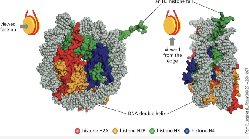 <p>H2A, H2B, H3, and H4</p>