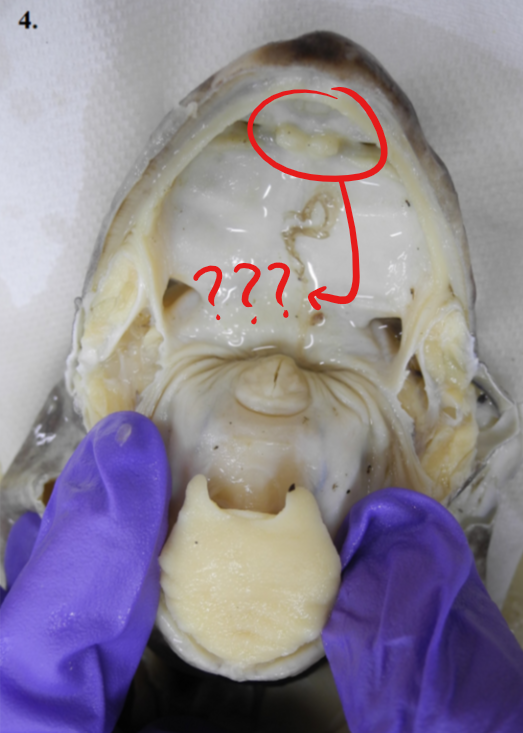 <p>irregularly-shaped bone anterior to the parasphenoid, bearing fine teeth-like structures, the vomerine teeth; the teeth are absent in toads</p>