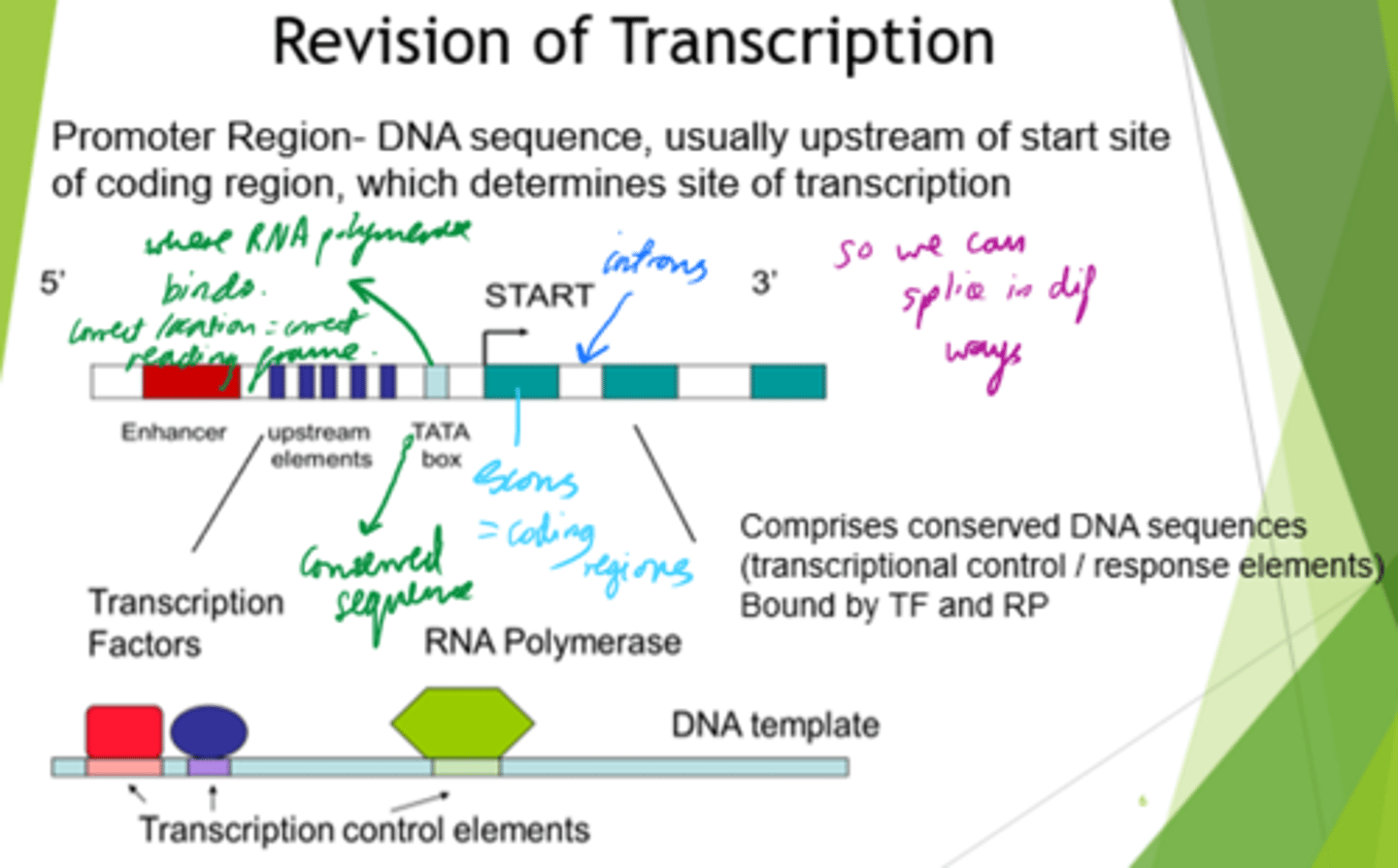 <p>- At the enhancer region.</p><p>- By binding dif transcription factor proteins, we control which genes are transcribed at which time.</p>