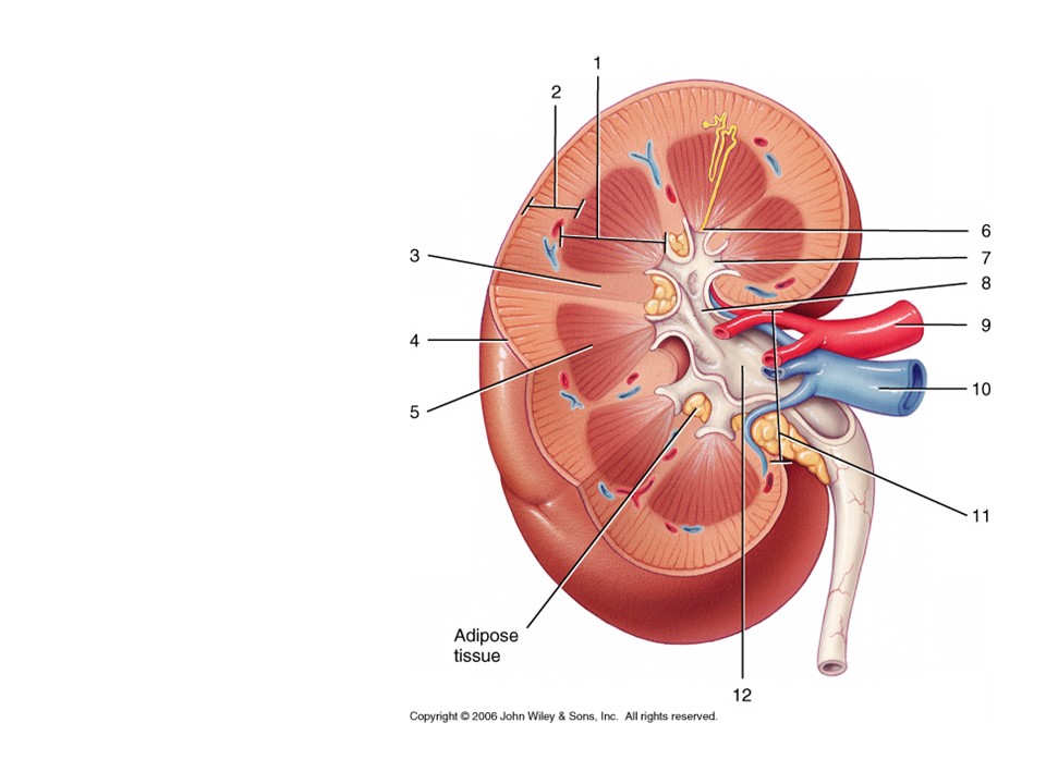 <p>Where is urine formed?</p>