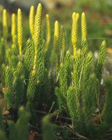 <p>Lycopodium - <span>Lycopodiophyta**</span></p>