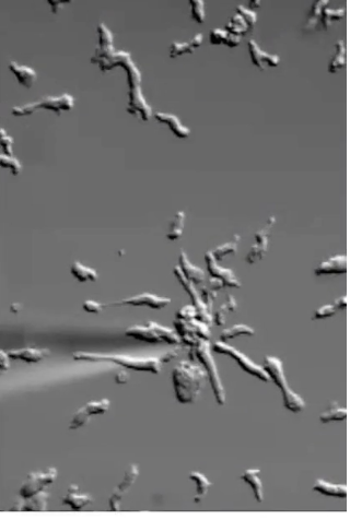<ul><li><p>cAMP acts as <strong>aggregation signal</strong></p></li><li><p>Detected by <strong>GPCR</strong> which binds cAMP on <strong>extracellular domain</strong></p></li><li><p>Triggers <strong>actin cytoskeleton reorganization</strong></p></li><li><p>Allows cells to <strong>move toward cAMP source</strong></p></li><li><p>Example: cells in dish move toward pipette releasing cAMP</p></li></ul><p></p>