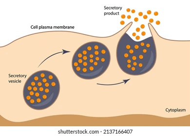 <p>Membrane bound sacs that come from the golgi apparatus, and bind to the cell membrane exporting contents from the cell.</p>