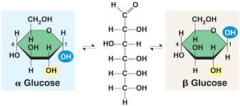 <p>Alpha and beta glucose are cyclic isomers of glucose that differ only in the orientation of the hydroxyl (-OH) group on the first carbon (C1)</p><ul><li><p>alpha are helical polymers, are more reactive and easily broken down by enzymes</p></li><li><p>beta are straight polymers, less reactive due to structure, and require different enzymes for breakdown</p></li></ul><p></p>