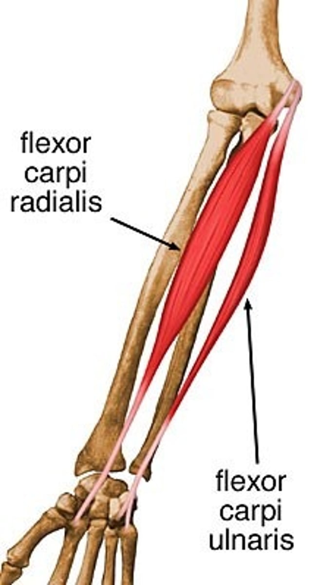 <p>Action: Powerful flexor of wrist; abducts hand<br><br>Origin: Medial epicondyle of humerus<br><br>Insertion: Base of 2nd and 3rd metacarpals</p>