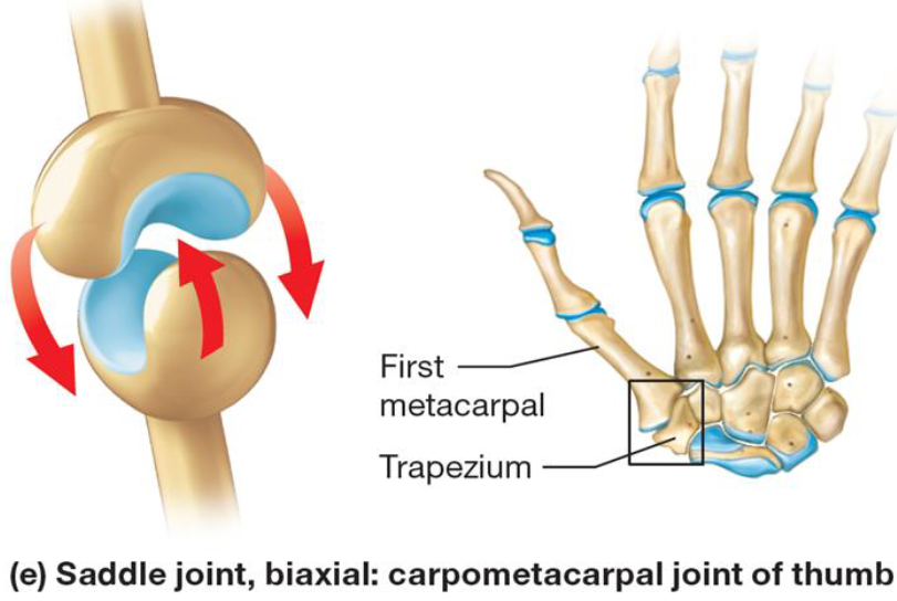 <ul><li><p>Synovial joint</p></li><li><p>Each bone has concave &amp; convex region</p></li><li><p>Biaxial movement</p></li></ul><p></p>