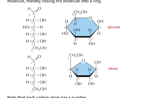 <p>ring formation inside cells (in solution)</p><ul><li><p>in aqueous soln, aldehyde or ketone group of a sugar molecule tend to react with OH of the <strong>same</strong> molecule → closing molecule into ring</p></li></ul><p></p>