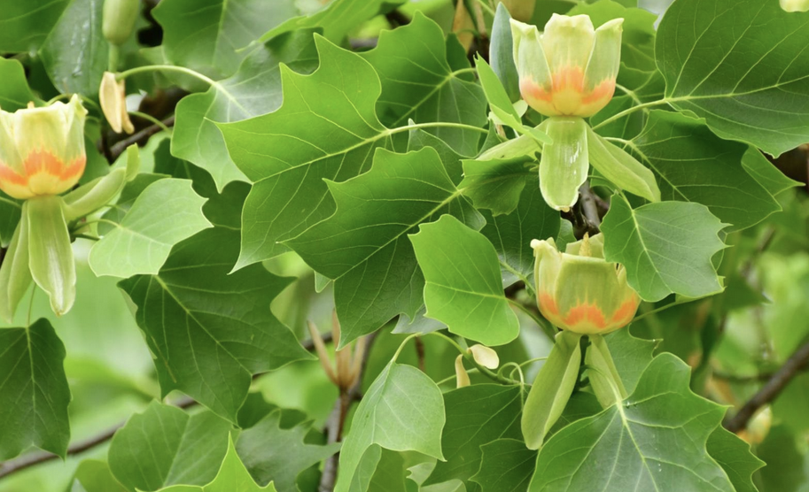 <p><em>Liriodendron tulipifera</em></p><p>Magnoliaceae</p>