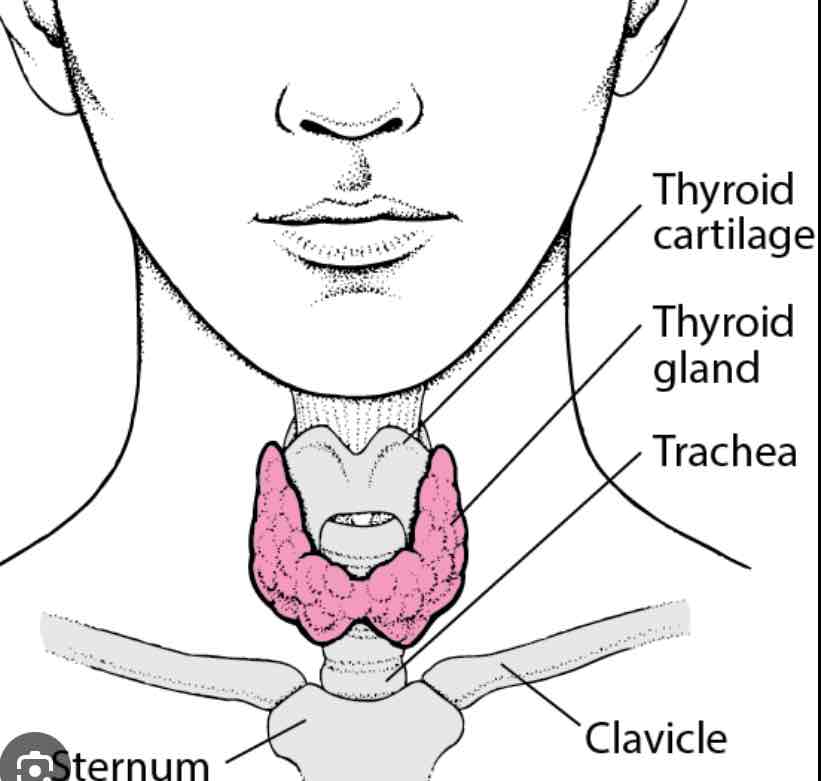 <p>Thyroid and parathyroid gland</p>