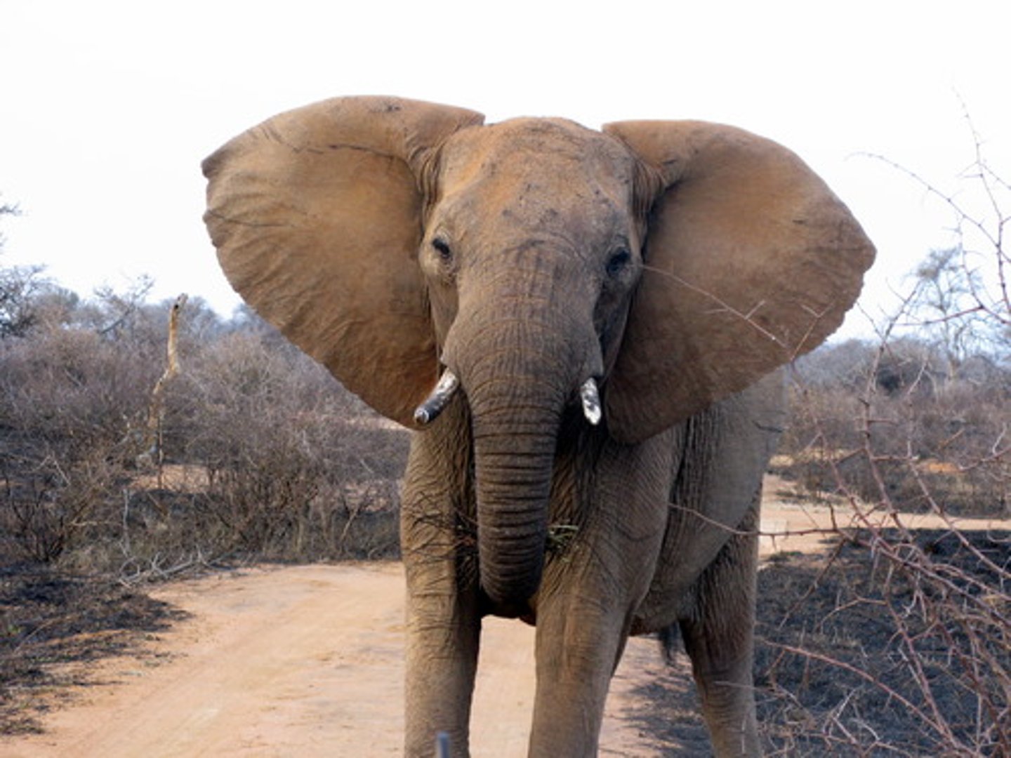 <p>the elephant</p>