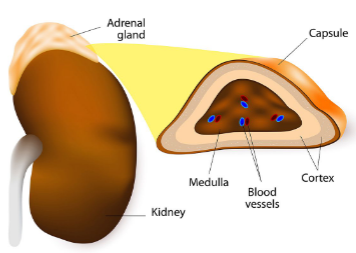 <ul><li><p><mark data-color="yellow">medulla (inside)</mark> - produces catecholamines, epinephrine and norepinephrine</p></li><li><p><mark data-color="yellow">cortex (outside)</mark> - corticosteroids secreted from here, cortisol, aldosterone, androgens, etc.</p></li></ul>