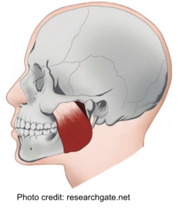 <p>Skeletal Muscle Location:</p>