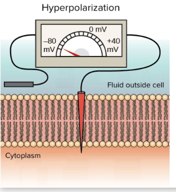 <p>Inhibition (Hyperpolarized)</p>