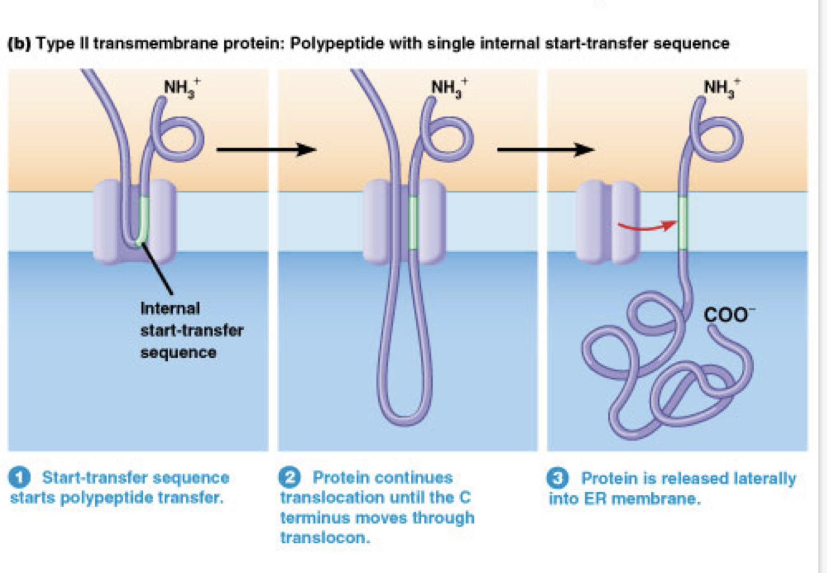 Found in proteins that do not have a signal sequence- this sequence binds to an SRP and is kept within the membrane during translation. 