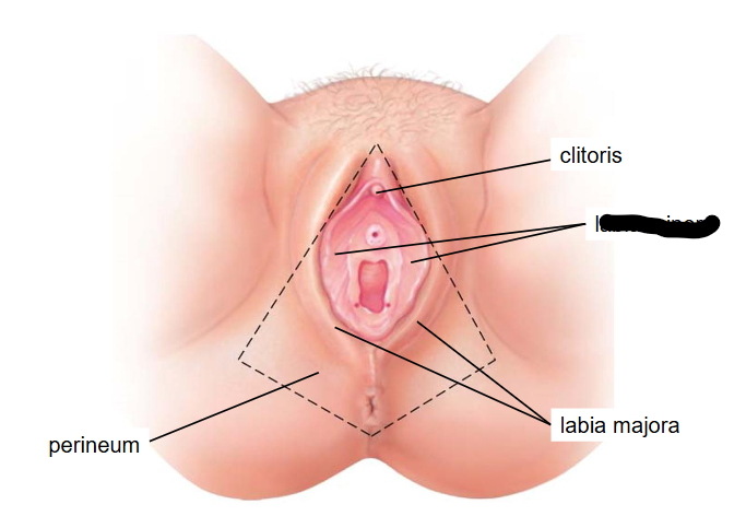 <p>(Female Reprod Structures) What is this within the Vulva</p>