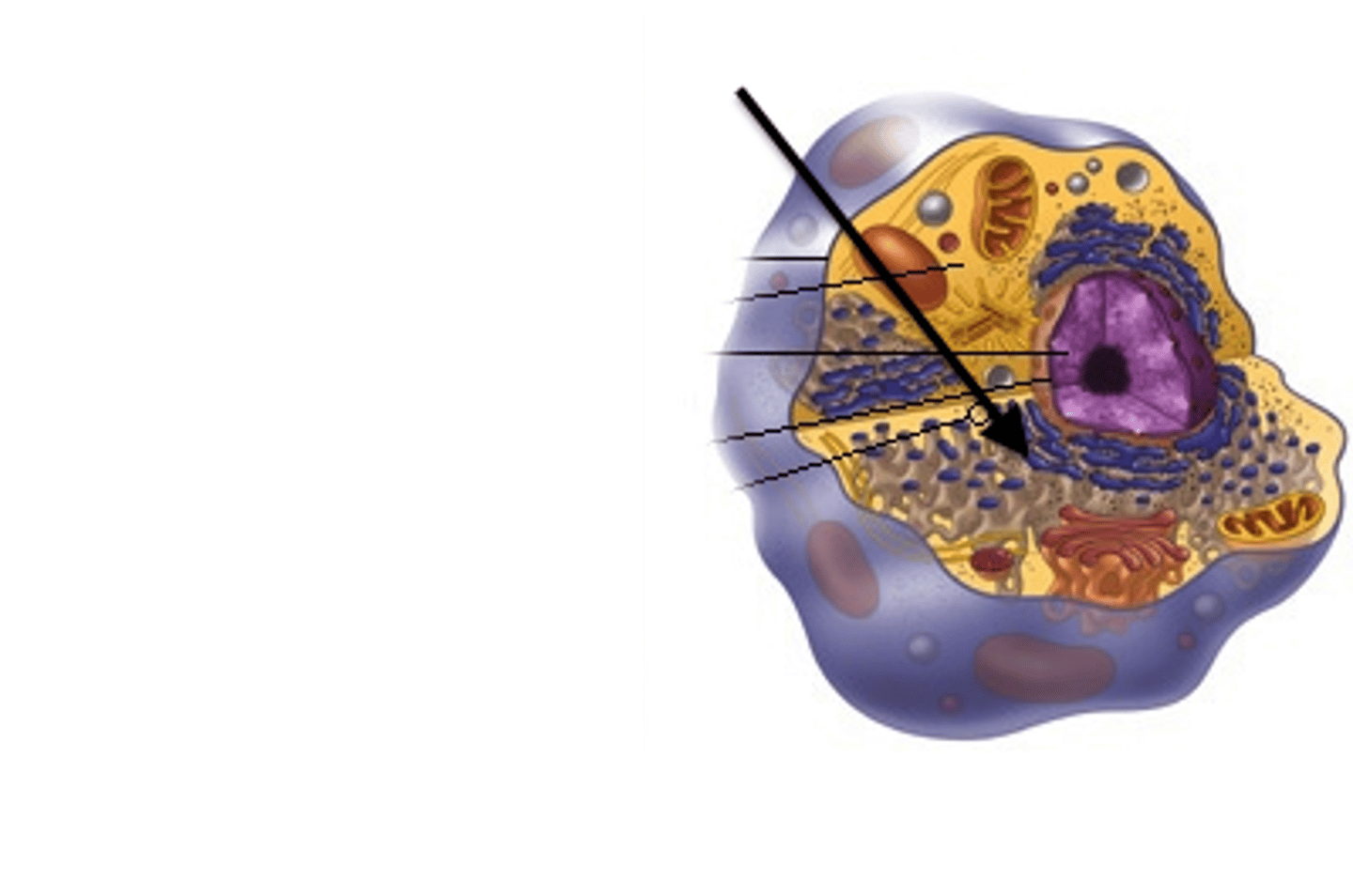 <p>What is the endoplasmic reticulum (ER)</p>