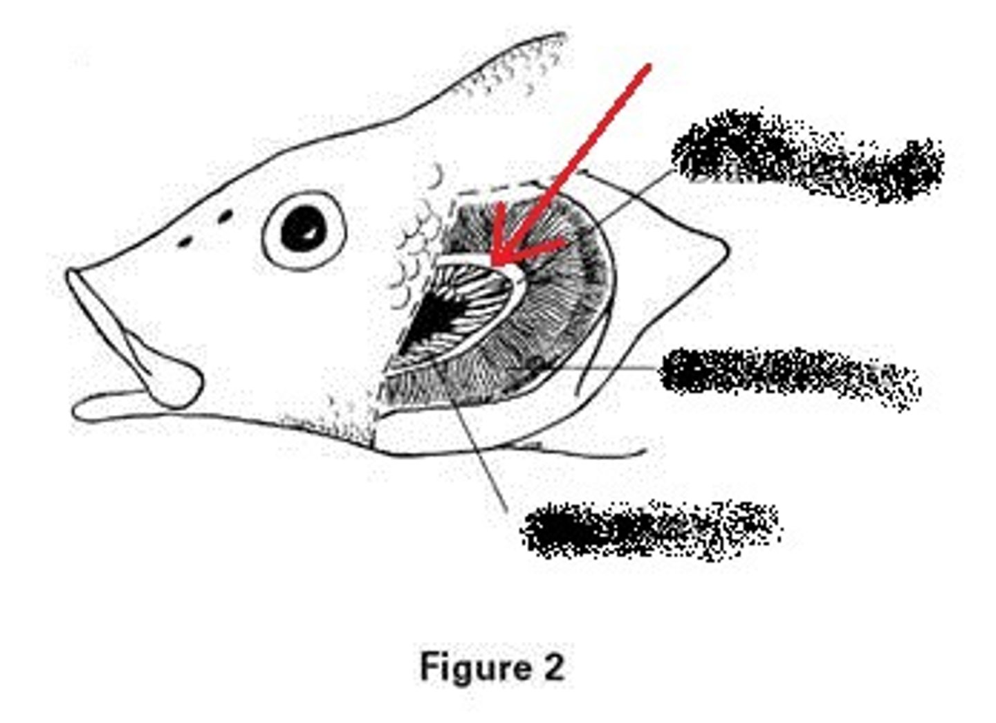 <p>This supports the filaments and rakers</p>